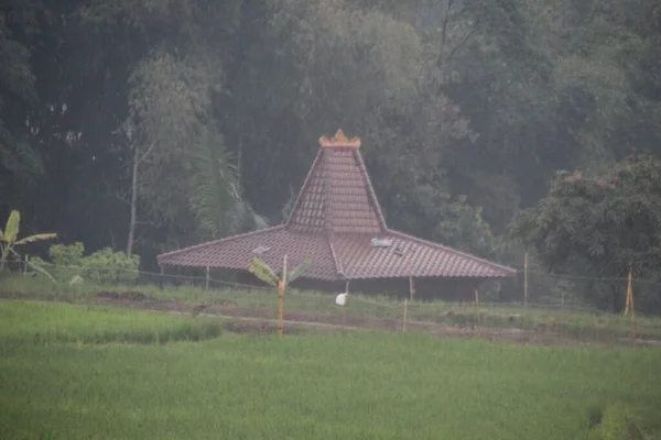 Pirinç Tarlasında Bir Pirinç Tarlası Kırsal Panaorama Eski Evi Alacakaranlıkta — Stok fotoğraf