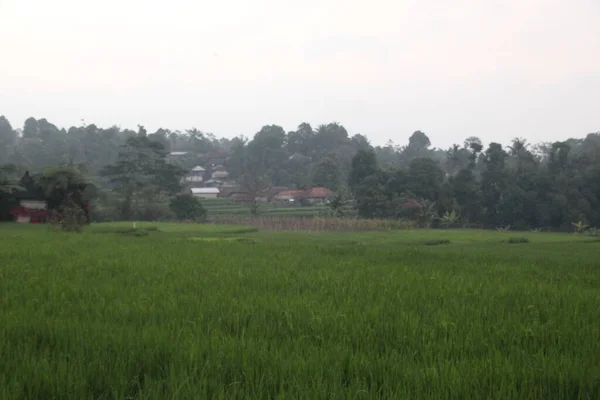 Batı Java Daki Pirinç Tarlalarında Sabah Atmosferi — Stok fotoğraf