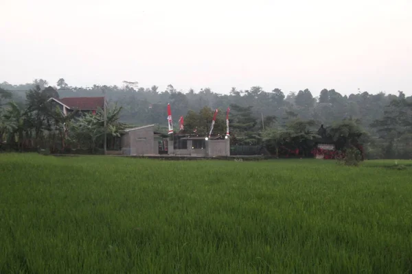 Atmosphère Matinale Dans Les Rizières Java Ouest — Photo