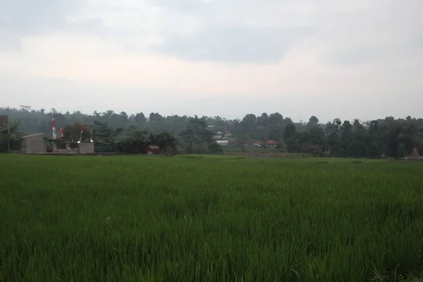 Morgenstimmung Auf Den Reisfeldern Westjava — Stockfoto