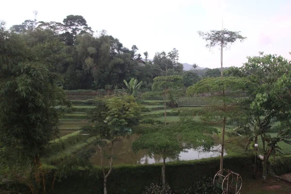 Suasana Pagi Sawah Jawa Barat — Stok Foto