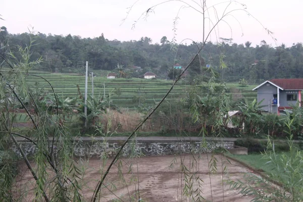 Suasana Pagi Sawah Jawa Barat — Stok Foto