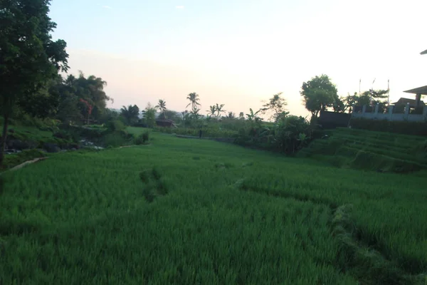 Batı Java Daki Pirinç Tarlalarında Sabah Atmosferi — Stok fotoğraf