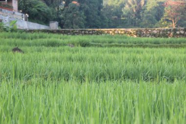 Batı Java 'daki pirinç tarlalarında sabah atmosferi