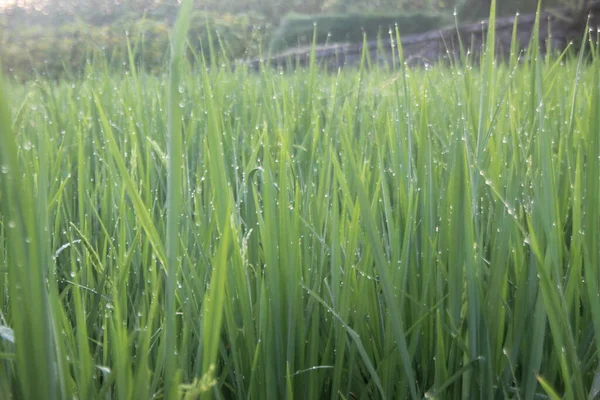 Dagg Droppar Gröna Risplantor Paddy Fält — Stockfoto