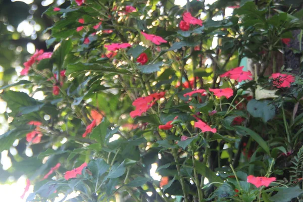 Nahaufnahme Kleiner Weißer Und Gelber Blüten Weiße Große Gänseblümchen Blühen — Stockfoto