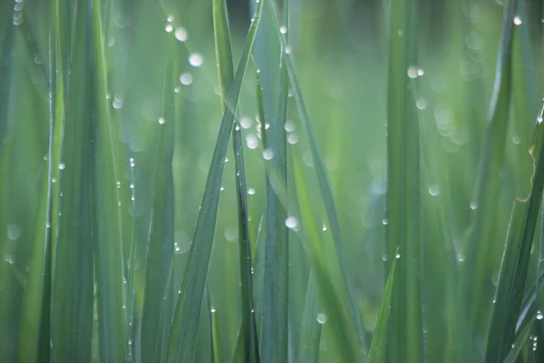 水田内の緑の稲に露が落ちる ストックフォト