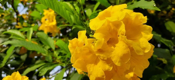 Gelbe Blüten Leuchtend Gelbe Blüten Wachsen Gelbe Blumen Garten — Stockfoto