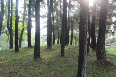 Ormanda yeşil çam ağaçları