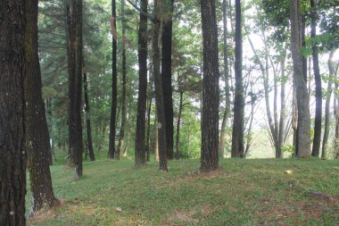 Ormanda yeşil çam ağaçları