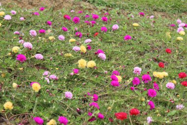 Bahçedeki renkli çiçekler.