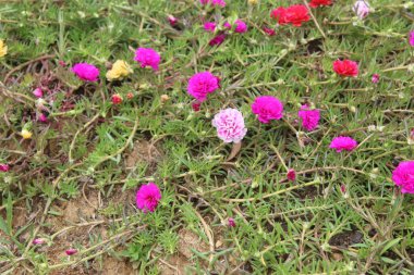 Bahçedeki renkli çiçekler.