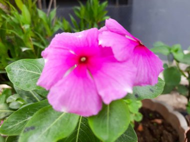 Tropikal ormanda yetişen güzel mor çiçek. Güzel bahçe çiçekleri ve egzotik bitkiler duvar kağıdı arka planı. 