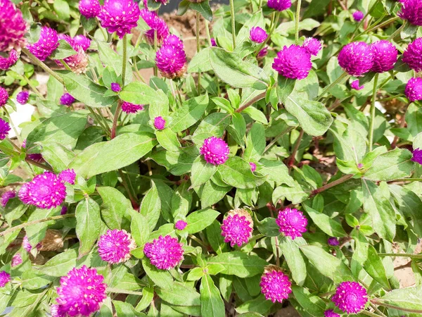 Belle Fleur Violette Poussant Forêt Tropicale Belles Fleurs Jardin Des — Photo