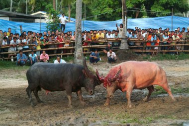 Surat Thani, Tayland-Nisan 13,2007: Buffalo bir halk spor sport savaş. Nisan'da köylüler, Güney Tayland favori olduğu 13,2007 Surat Thani ili Tayland.