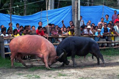 Surat Thani, Tayland-Nisan 13,2007: Buffalo bir halk spor sport savaş. Nisan'da köylüler, Güney Tayland favori olduğu 13,2007 Surat Thani ili Tayland.