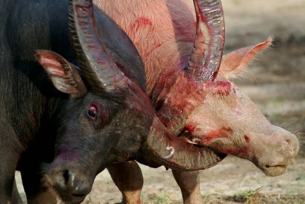 Unieke Buffalo Bestrijding Van Sport Het Zuiden Van Thailand — Stockfoto