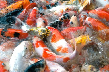 İyi şanslar ve refah içinde Japonya Yüzme havuzun içinde renkli süslü Koi sazan balık semboller Üstten Görünüm.