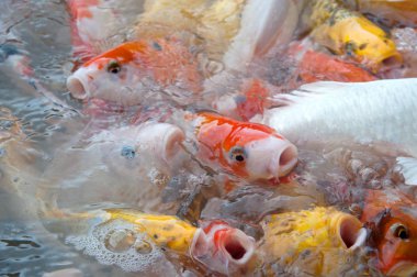 İyi şanslar ve refah içinde Japonya Yüzme havuzun içinde renkli süslü Koi sazan balık semboller Üstten Görünüm.