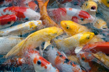 İyi şanslar ve refah içinde Japonya Yüzme havuzun içinde renkli süslü Koi sazan balık semboller Üstten Görünüm.