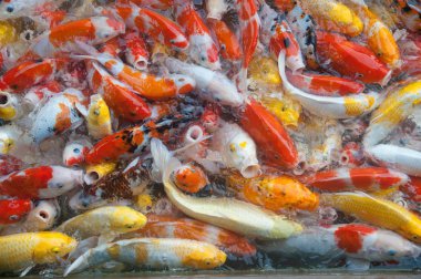 İyi şanslar ve refah içinde Japonya Yüzme havuzun içinde renkli süslü Koi sazan balık semboller Üstten Görünüm.