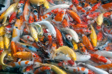 İyi şanslar ve refah içinde Japonya Yüzme havuzun içinde renkli süslü Koi sazan balık semboller Üstten Görünüm.