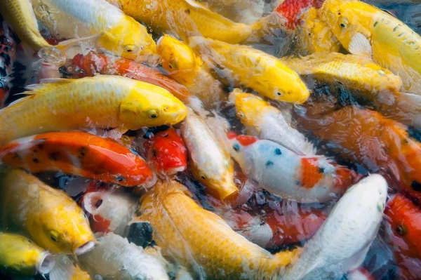 İyi şanslar ve refah içinde Japonya Yüzme havuzun içinde renkli süslü Koi sazan balık semboller Üstten Görünüm.