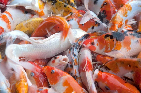 Vedere Top Simbolurilor Colorate Koi Crap Pește Noroc Prosperitate Japonia — Fotografie, imagine de stoc