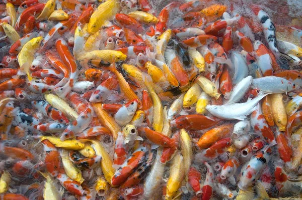 Widok Góry Kolorowe Fantazyjne Koi Karpia Ryb Symboli Szczęścia Dobrobytu — Zdjęcie stockowe
