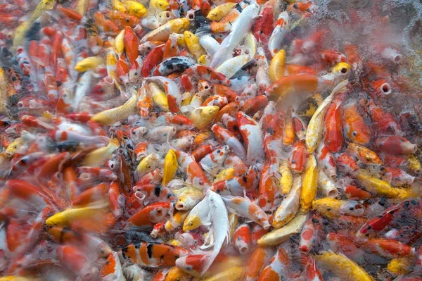 İyi şanslar ve refah içinde Japonya Yüzme havuzun içinde renkli süslü Koi sazan balık semboller Üstten Görünüm.