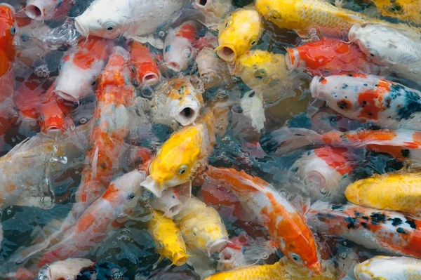 İyi şanslar ve refah içinde Japonya Yüzme havuzun içinde renkli süslü Koi sazan balık semboller Üstten Görünüm.