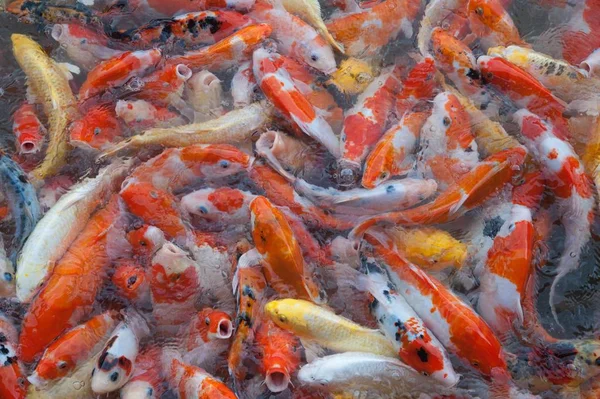 İyi şanslar ve refah içinde Japonya Yüzme havuzun içinde renkli süslü Koi sazan balık semboller Üstten Görünüm.