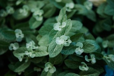 Arka plan doku veya nane nane. Yeşil nane yaprakları. Taze çiğ nane yaprakları.