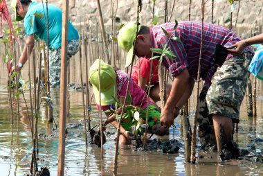 Samut Prakan, Tayland 13 Mart 2011: bölüm boyunca Bangpu, küresel ısınmayı azaltmak için ağaçlandırma genç mangrov ağaçlar plaj Samut Prakan il, Tayland tesisleri üzerinde çalışan tüm Tay tanımlanamayan gönüllüler.