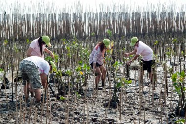 Samut Prakan, Tayland 13 Mart 2011: bölüm boyunca Bangpu, küresel ısınmayı azaltmak için ağaçlandırma genç mangrov ağaçlar plaj Samut Prakan il, Tayland tesisleri üzerinde çalışan tüm Tay tanımlanamayan gönüllüler.