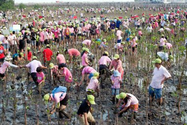 Samut Prakan, Tayland 13 Mart 2011: bölüm boyunca Bangpu, küresel ısınmayı azaltmak için ağaçlandırma genç mangrov ağaçlar plaj Samut Prakan il, Tayland tesisleri üzerinde çalışan tüm Tay tanımlanamayan gönüllüler.