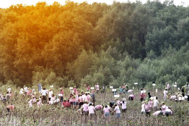 Samut Prakan, Tayland 13 Mart 2011: bölüm boyunca Bangpu, küresel ısınmayı azaltmak için ağaçlandırma genç mangrov ağaçlar plaj Samut Prakan il, Tayland tesisleri üzerinde çalışan tüm Tay tanımlanamayan gönüllüler.