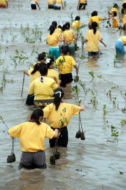 Samut Prakan, Tayland-Temmuz 27, 2012: Turkish öğrenciler gönüllü birleştirmek birlikte bitki genç mangrov ağaç azaltmak için ağaçlandırma içinde derin çamur içinde küresel ısınma önlemek Samut Prakan il, Tayland boyunca erozyon.