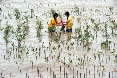 Samut Prakan, Tayland-Temmuz 27, 2012: Turkish öğrenciler gönüllü birleştirmek birlikte bitki genç mangrov ağaç azaltmak için ağaçlandırma içinde derin çamur içinde küresel ısınma önlemek Samut Prakan il, Tayland boyunca erozyon.