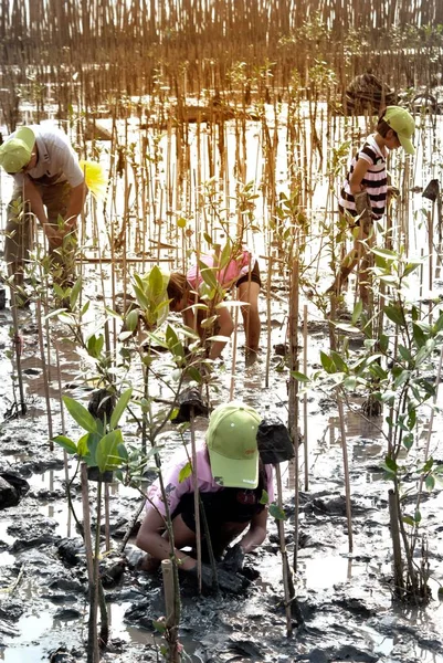 2011 Bangpu에 온난화를 줄이기 맹그로브 공장에서 모두에서 미확인된 봉사자 — 스톡 사진