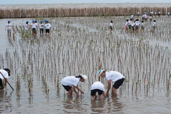 2012 온난화에 맹그로브 나무에 온통에서 미확인된 봉사자 태국에서 Bangpu 해변에서 — 스톡 사진