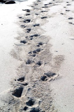 Sahilde kum üzerinde hayvan ayak izleri.