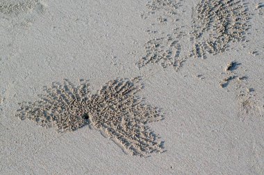 Sahil kumu delikleri yengeçler.