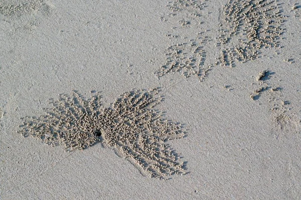 Krabben Löcher Sand Strand — Stockfoto