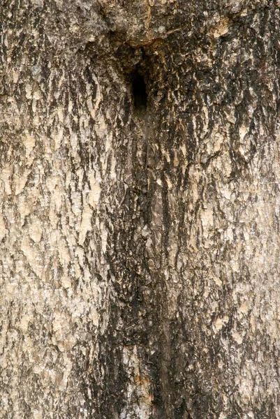 背景与一个古老的树的纹理与结和裂缝 老木头表面的详细的宏 — 图库照片