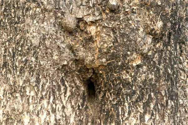 背景与一个古老的树的纹理与结和裂缝 老木头表面的详细的宏 — 图库照片