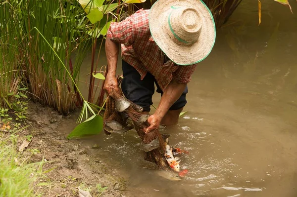 Vissers vangen vissen in de vijver met een net. — Stockfoto