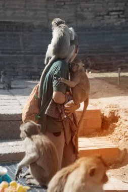 Maymun turistler omuzlarında sopa ve saç okşıyor.