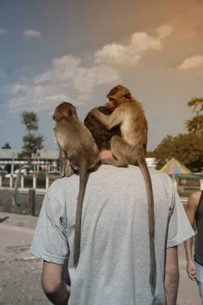 Monkey sticks on the shoulders of tourists and caresses the hair. — Stock Photo, Image