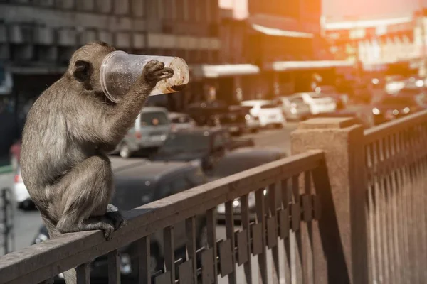 El mono capturado y bebido de vidrio de plástico debido a la sed . — Foto de Stock